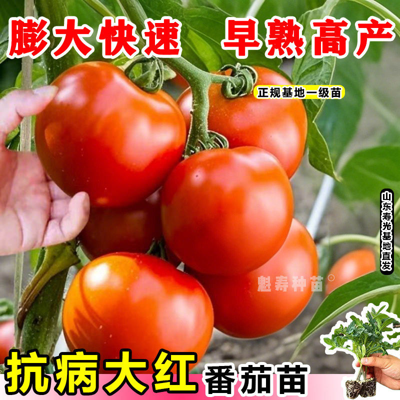 大红番茄种苗秧蔬菜孑西柿