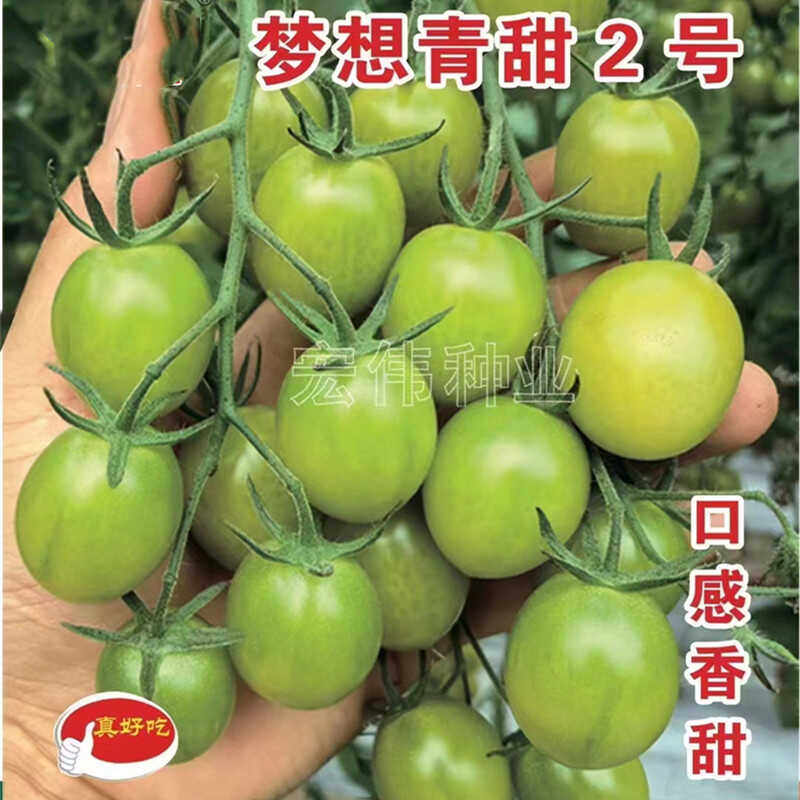 绿色樱桃番茄种子小圣女果