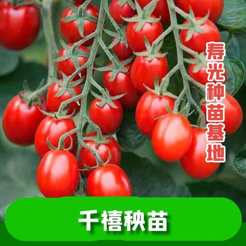 千禧圣女果种子种籽孑菜种小番茄苗秧西红柿蔬菜菜苗盆栽秧苗果苗