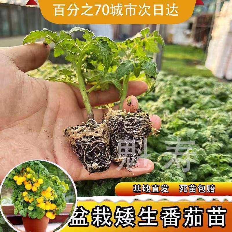 盆栽矮生番茄苗樱桃小黑秧