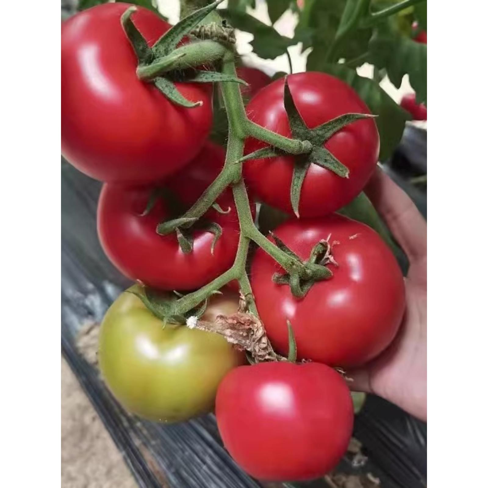 老品种番茄苗秧沙瓤西红柿
