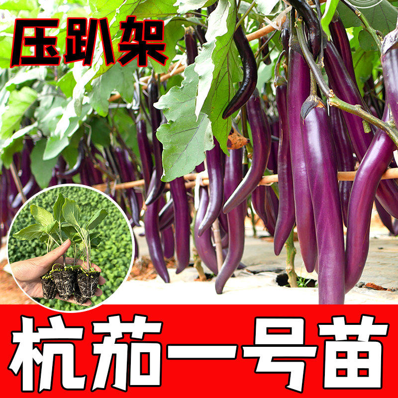 杭茄一号茄子苗特长苗黑豹长茄紫圆茄嫁接茄子青皮茄蔬菜苗盆栽