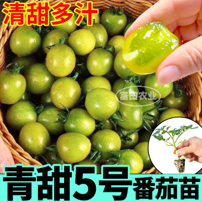 青甜5号小番茄苗秧绿宝石