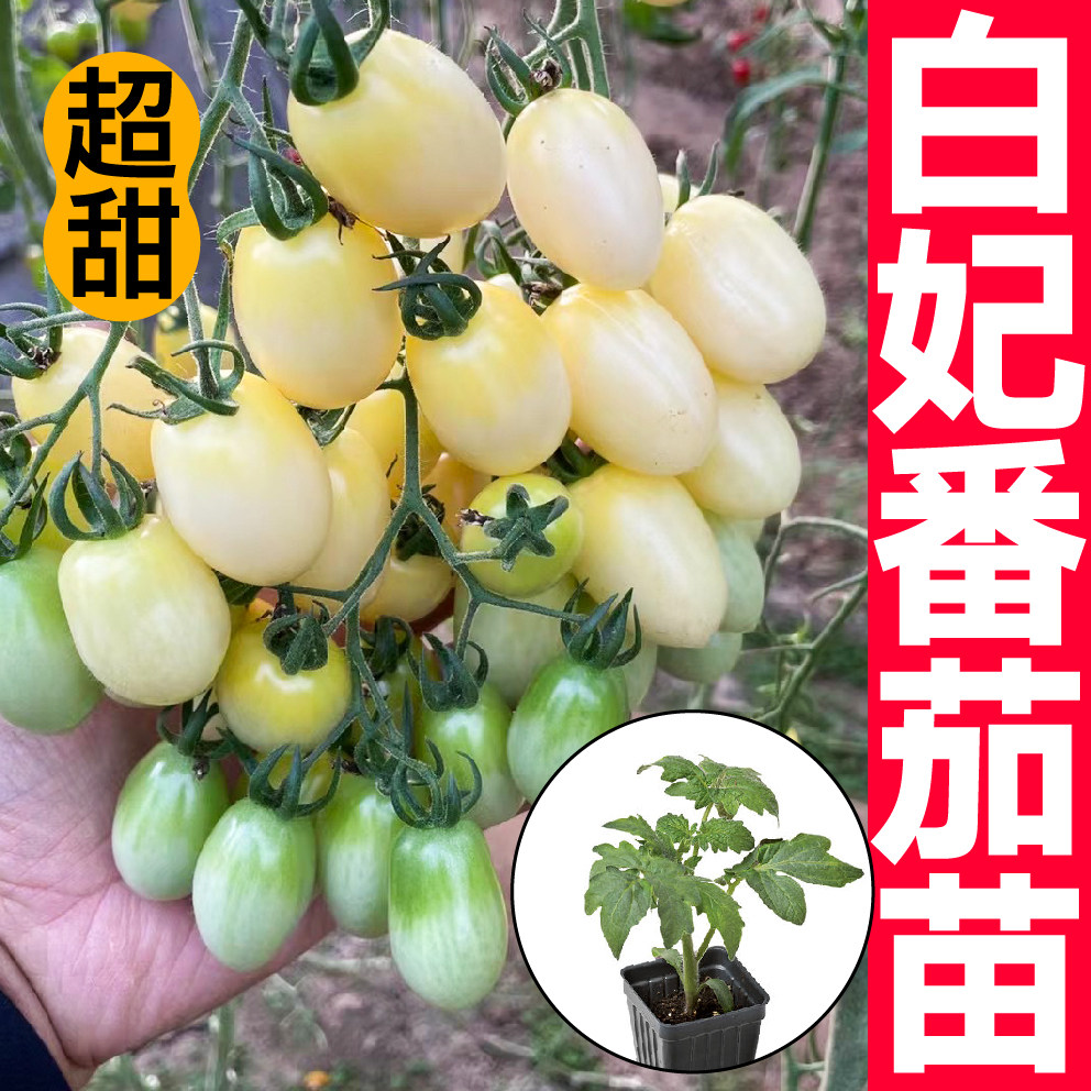 超甜白妃番茄苗秧种子带土