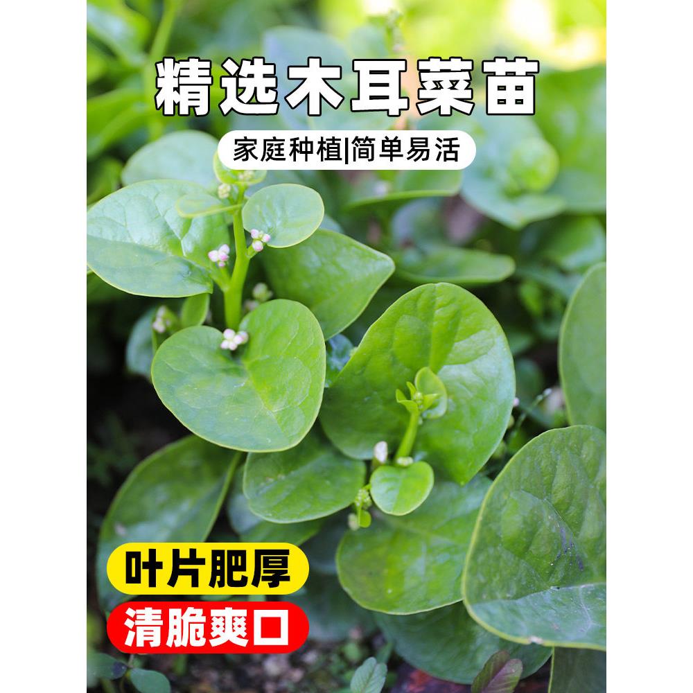 大叶木耳菜种子秧苗爬藤落