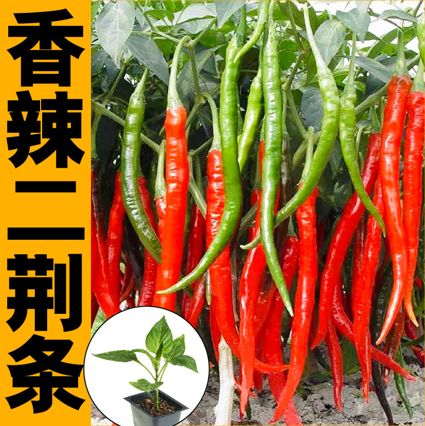 香辣四川二荆条椒秧苗种子