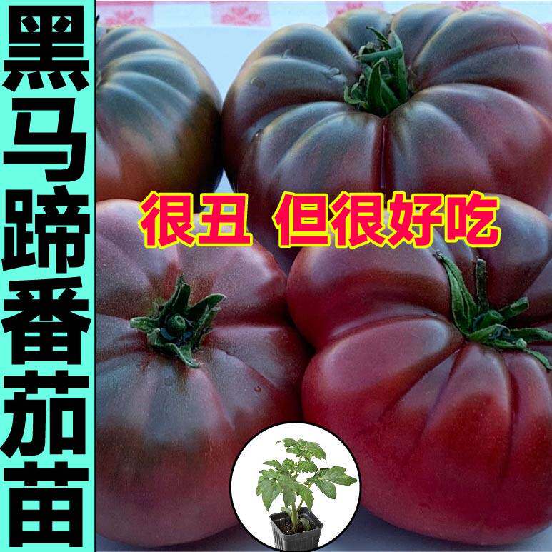 皮薄沙瓤老品种黑马蹄番茄