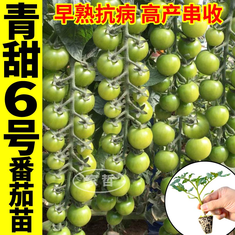 寿光青甜6号番茄苗秧高产