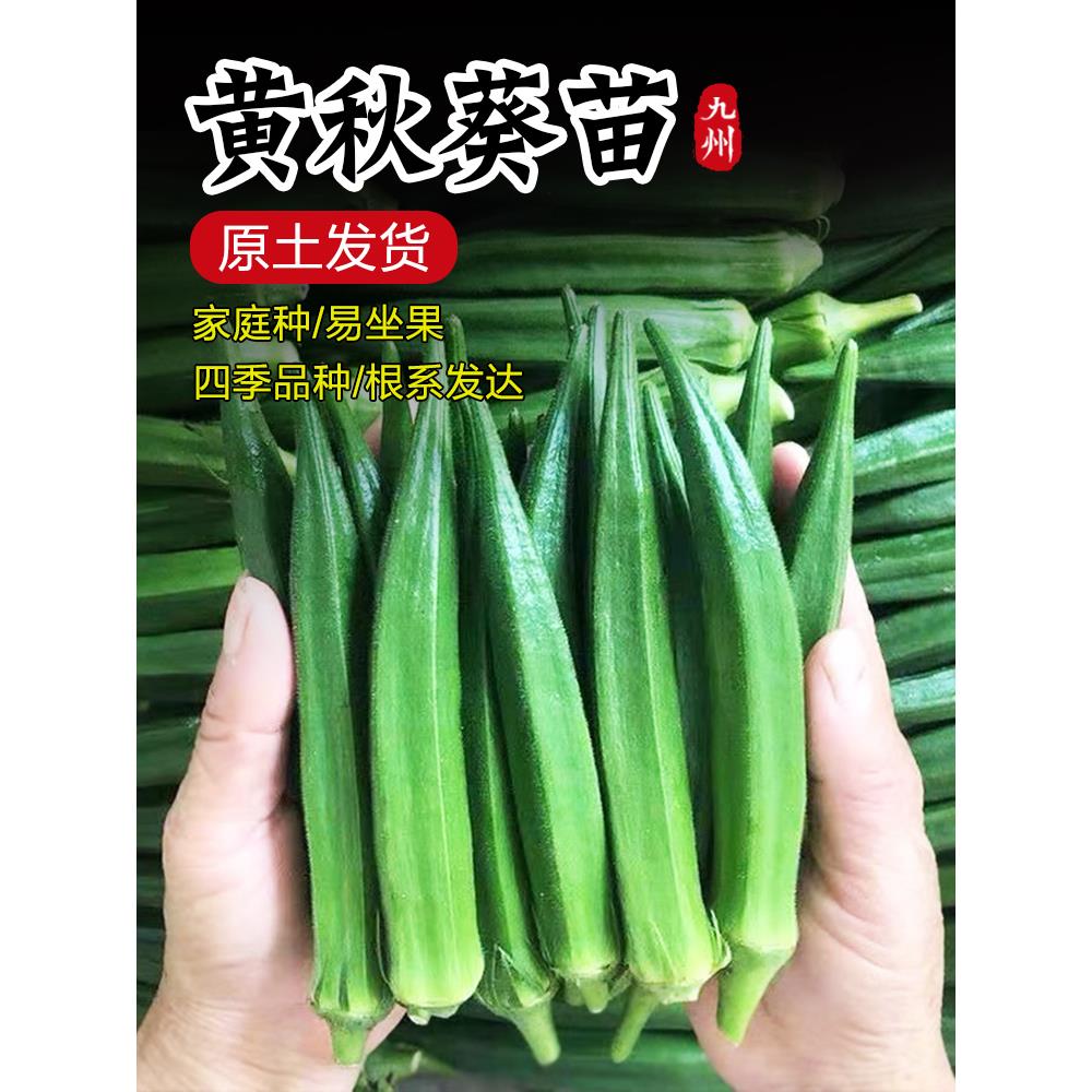 水果秋葵种子苗蔬菜籽孑秧