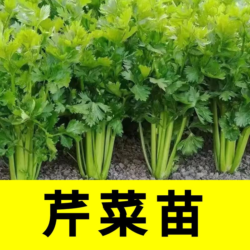 芹菜苗子芹菜秧苗四季蔬菜苗