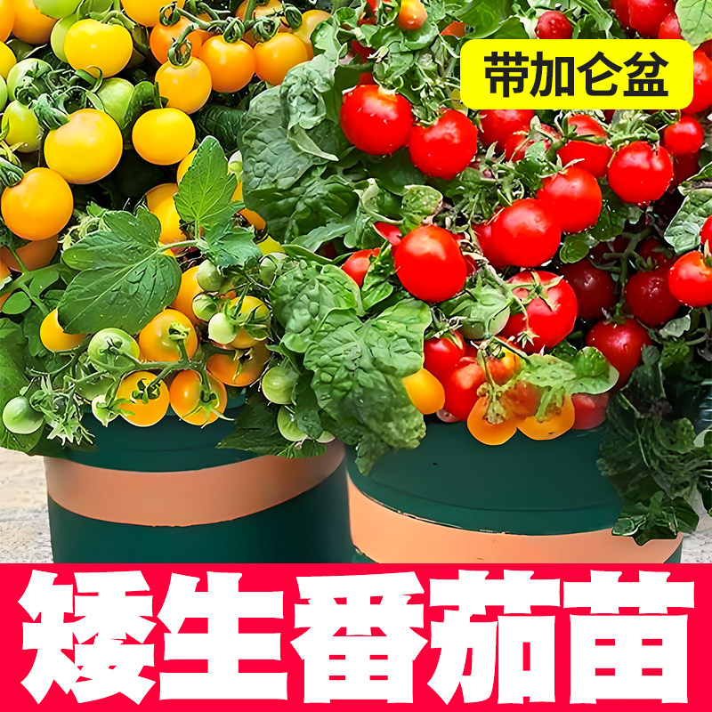 带盆矮生番茄苗黄樱桃红