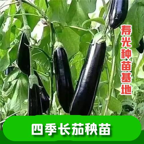 正宗高产长茄秧苗阳台盆栽