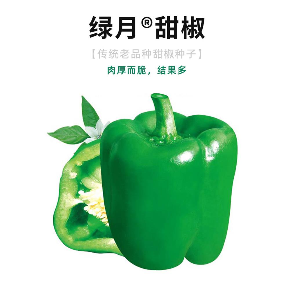 绿月甜椒种子蔬菜彩色苗辣