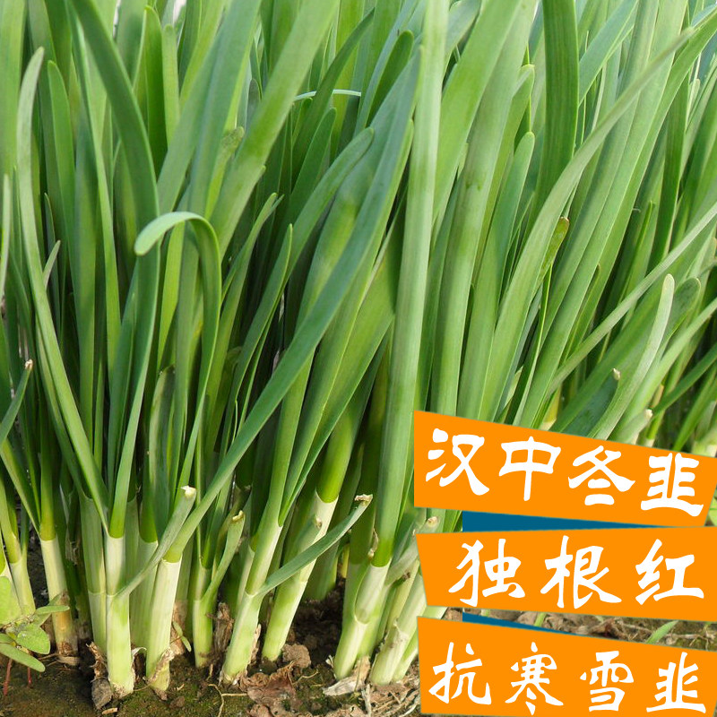 韭菜种子现挖根四季红雪籽