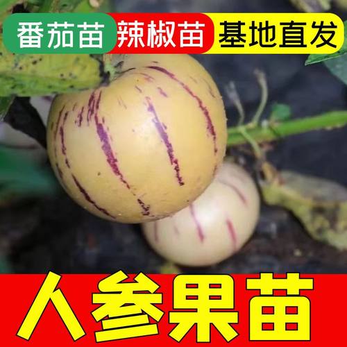 人参果苗子人参果秧苗四季蔬菜苗