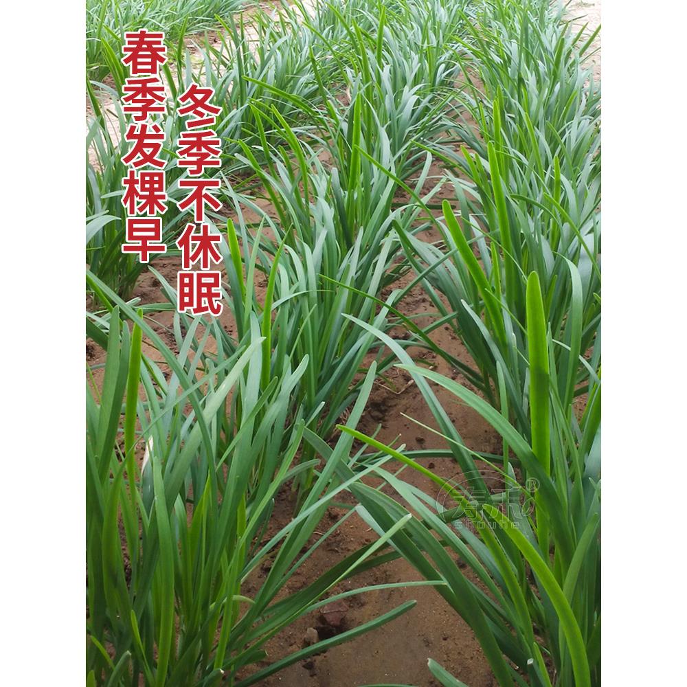 雪韭菜种子籽苗宽叶四季盆