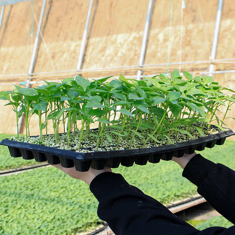 西红柿苗瓜茄子辣椒黄丝春