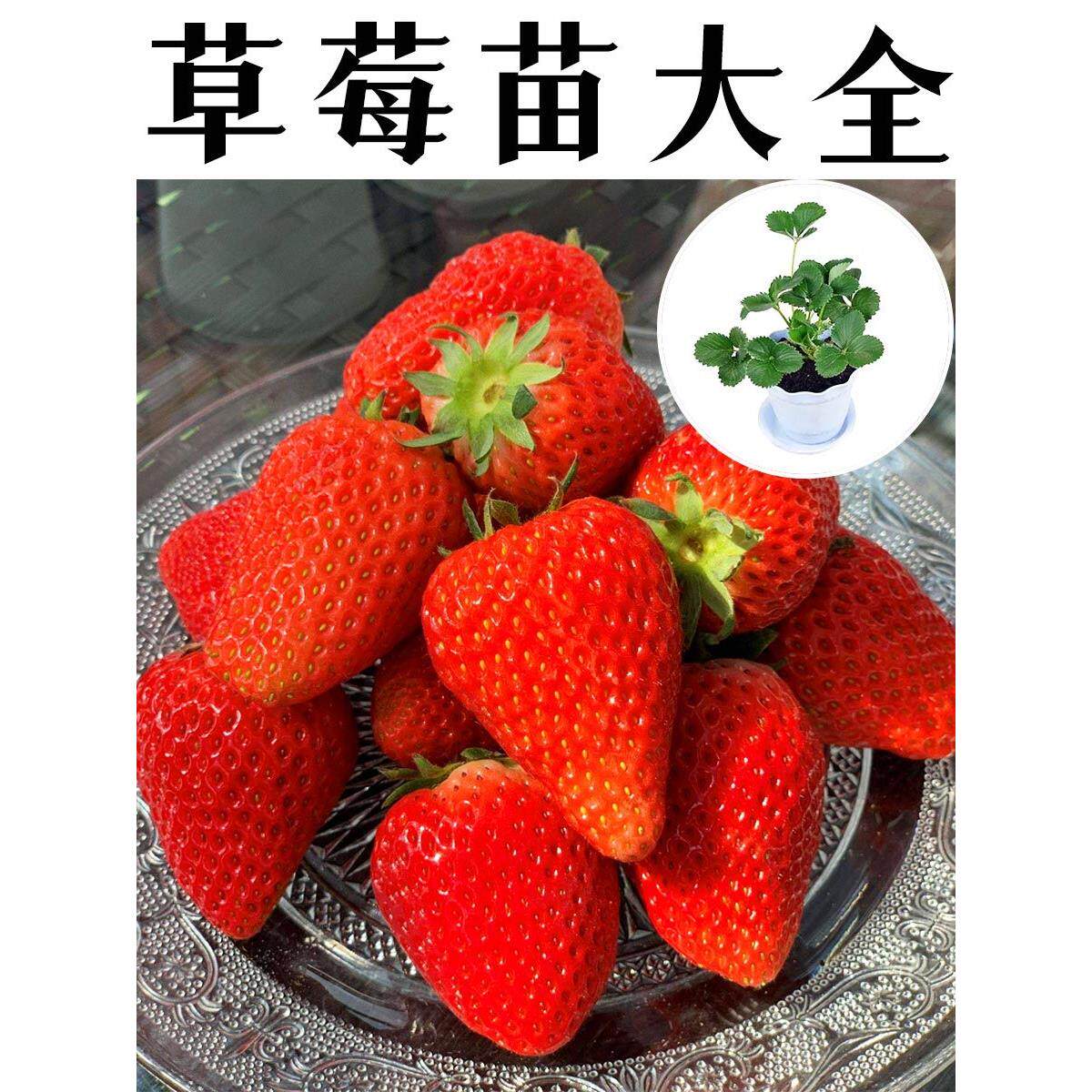 正宗草莓秧苗原盆土室内栽