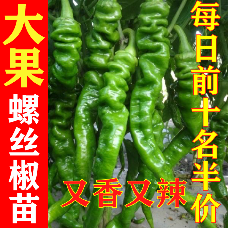 螺丝椒辣苗秧四季薄皮新鲜
