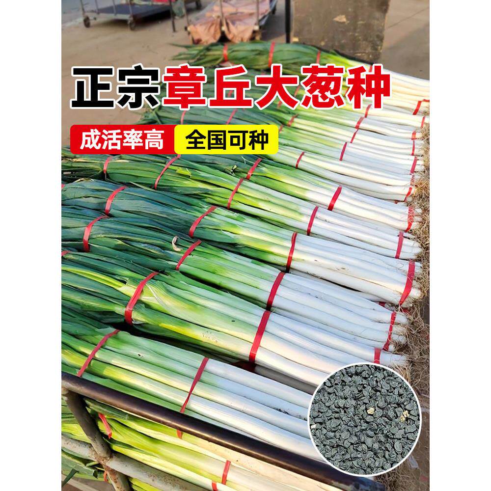 大葱种子山东章丘四季苗蔬
