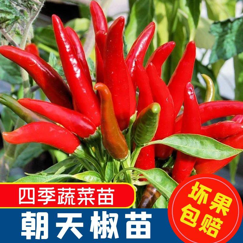 高产特辣超烈焰朝天椒苗秧