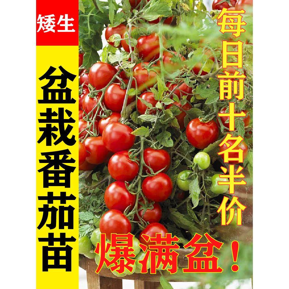 超甜矮生番茄苗盆栽小圣女