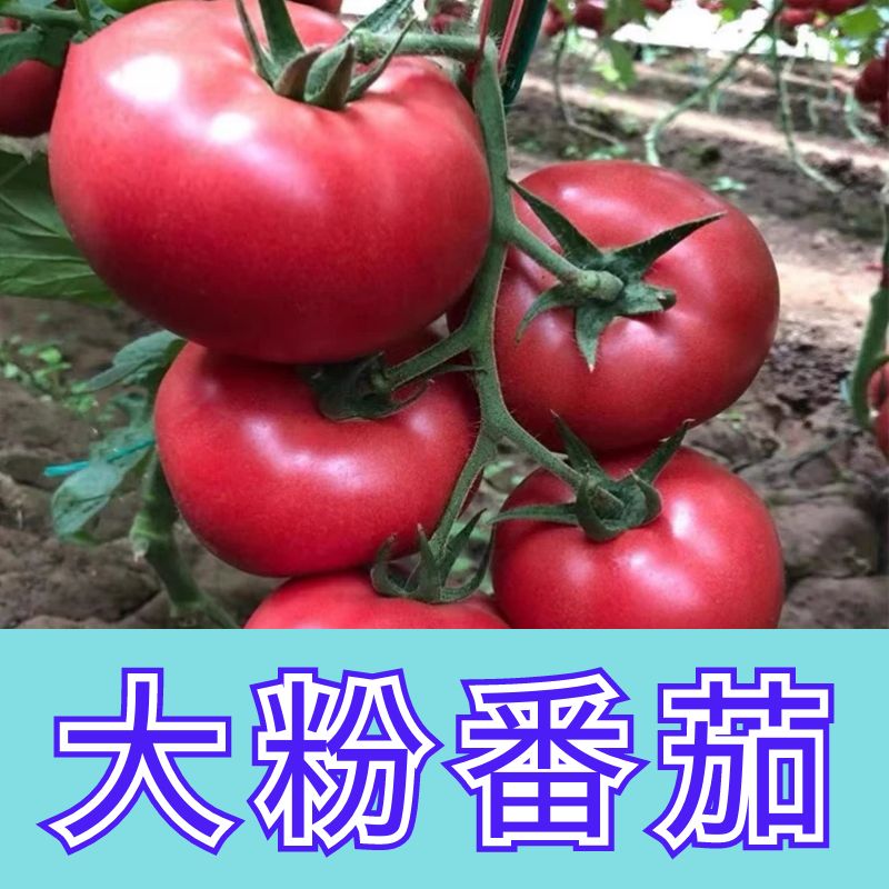 番茄种子苗大西红柿种籽菜苗秧苗蔬菜孑子小矮生黑秧大全菜种夏季