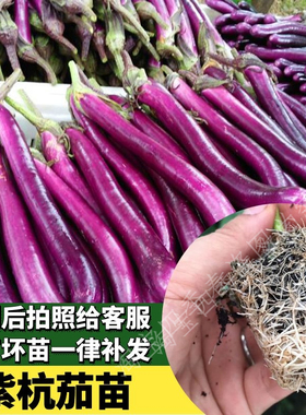 杭茄苗线茄苗秧苗子嫁接线茄大龙圆茄杭茄一号六号201019寿光种苗