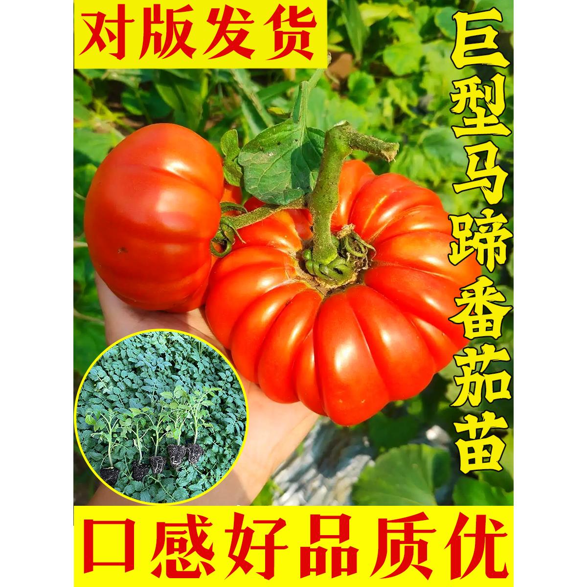 老品种巨型马蹄番茄秧苗丑