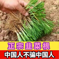 本地红宽叶韭菜根秧苗种籽四季根阳台苗紫根盆栽带土韭菜小叶种植