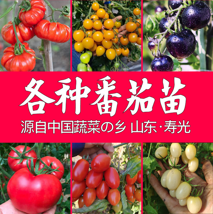 寿光各种番茄苗秧西红柿黄