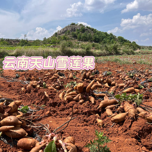 云南黄心天山雪莲果农家当季新鲜低糖食用碱性水果整箱大小果子