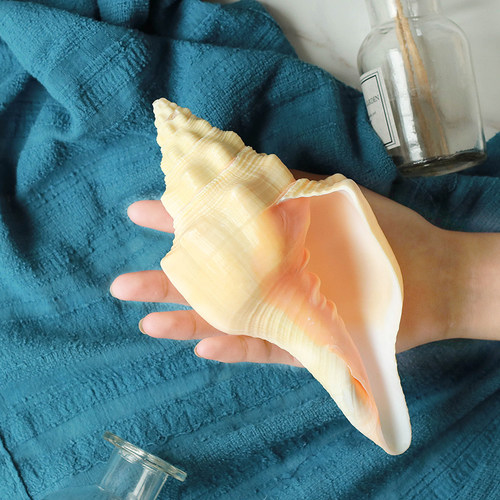 天然海螺贝壳创意礼品装饰品涡螺