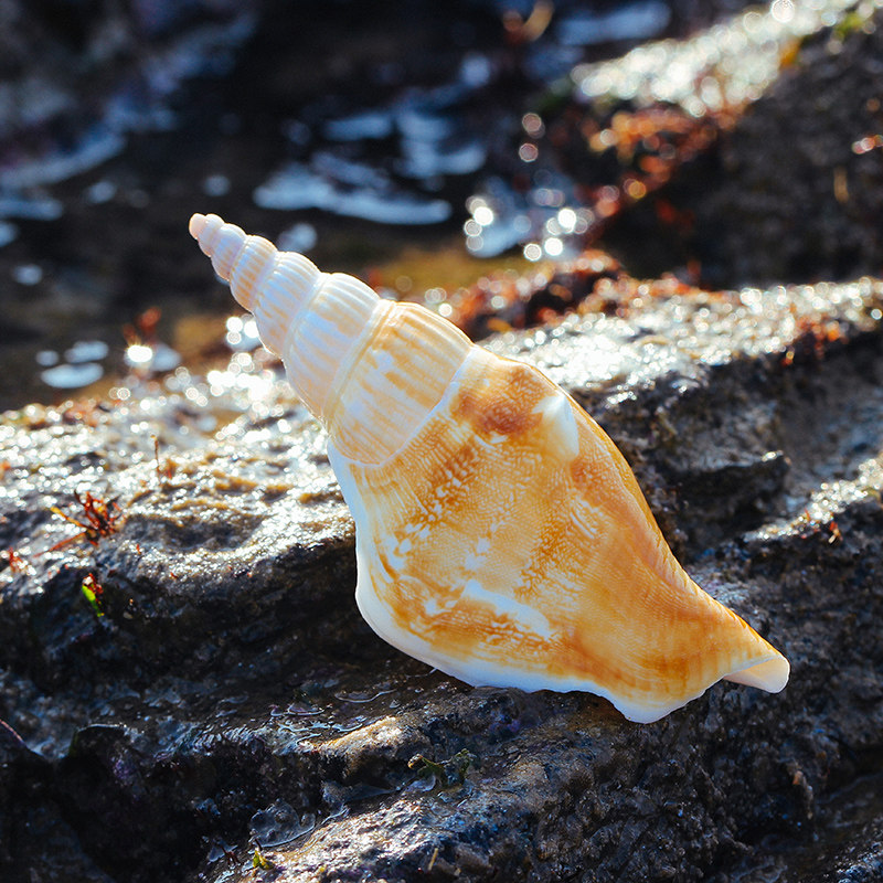 天然小海螺贝壳鱼缸水族箱造景家居海洋风装饰斧头螺收藏观赏摆件