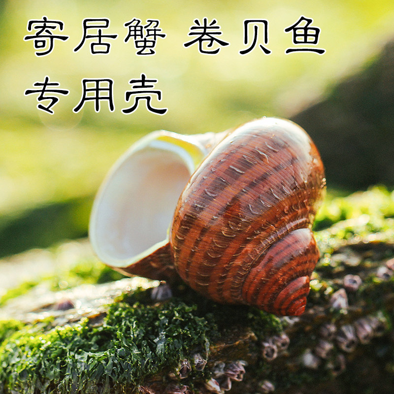 天然海螺贝壳古文螺绿猫眼蝾螺卷贝鱼寄居蟹专用壳鱼缸水族箱布景