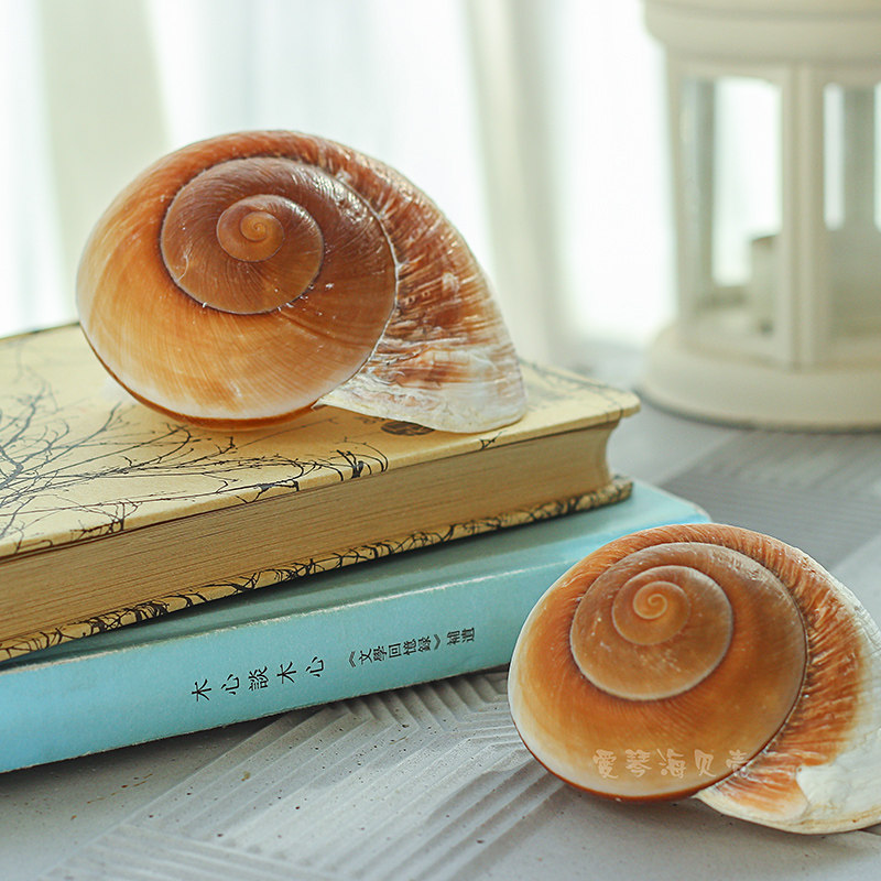 天然海螺贝壳面包螺地中海家居装饰品摄影小道具婚礼布景鱼缸造景