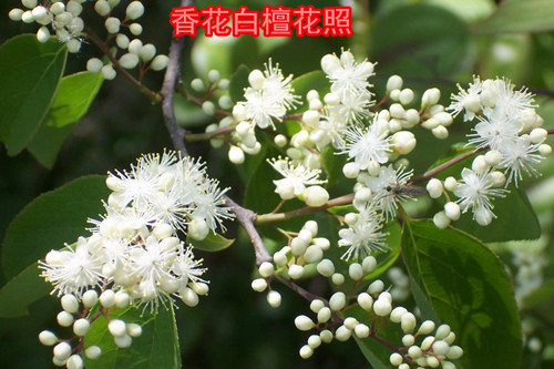香花白檀盆景熟桩吸甲醛净化空气植物室内办公桌阳台庭院造型盆栽