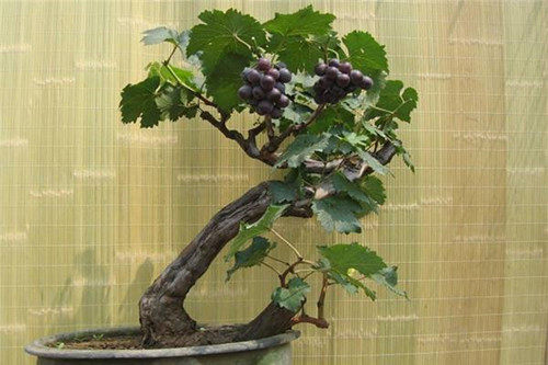 山葡萄盆景熟桩吸甲醛净化空气植物室内办公桌阳台庭院造型盆栽