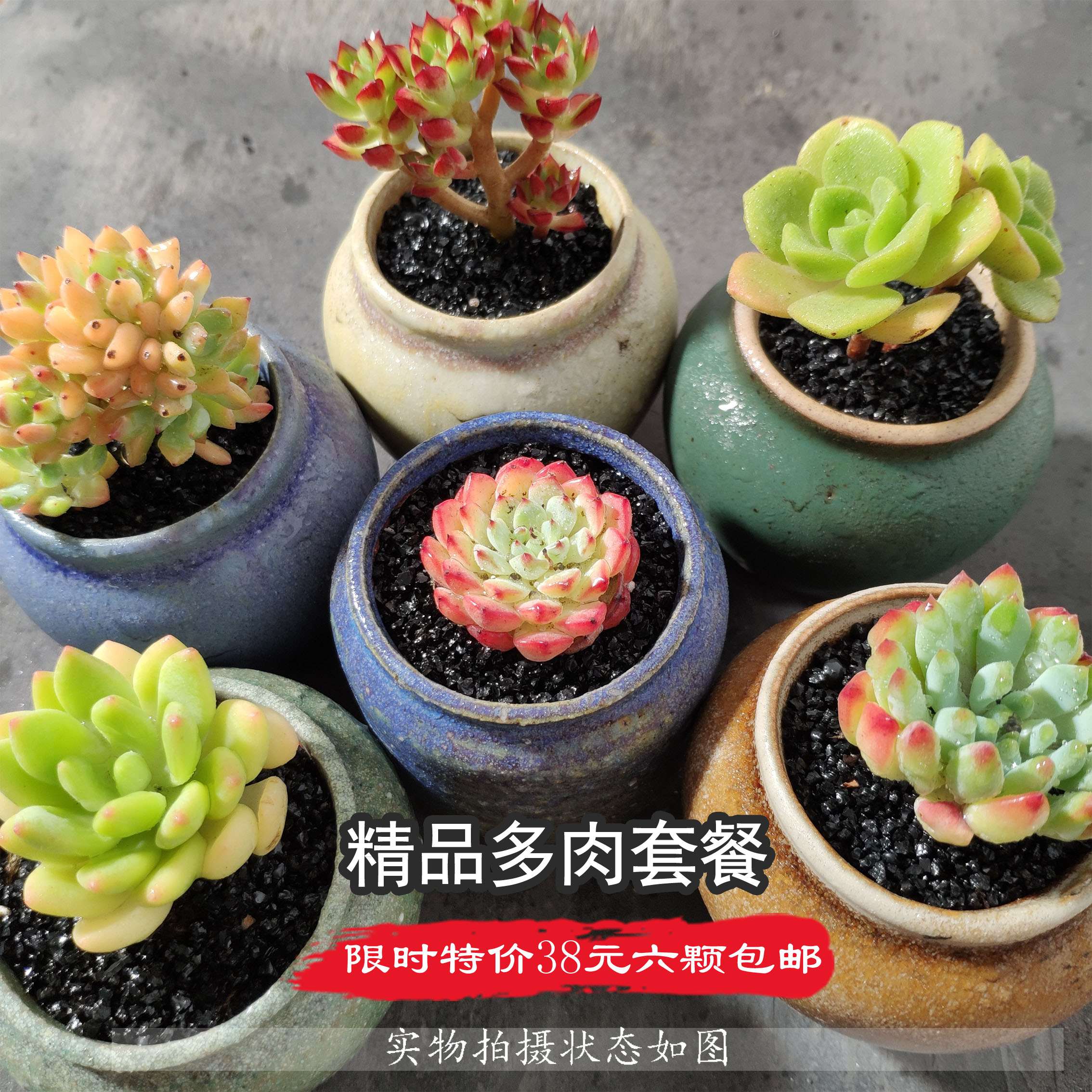 園子里植物組合套餐肉肉植物防輻射肉肉辦公室花卉多肉盆栽包郵