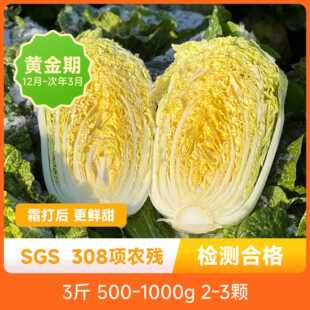 辰颐物语霜打黄心娃娃菜大白菜心当季时令蔬菜微甜露天种植新鲜