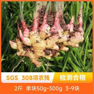 辰颐物语云南高山小黄姜产地直发2斤生姜月子药嫩姜坏果理赔包邮