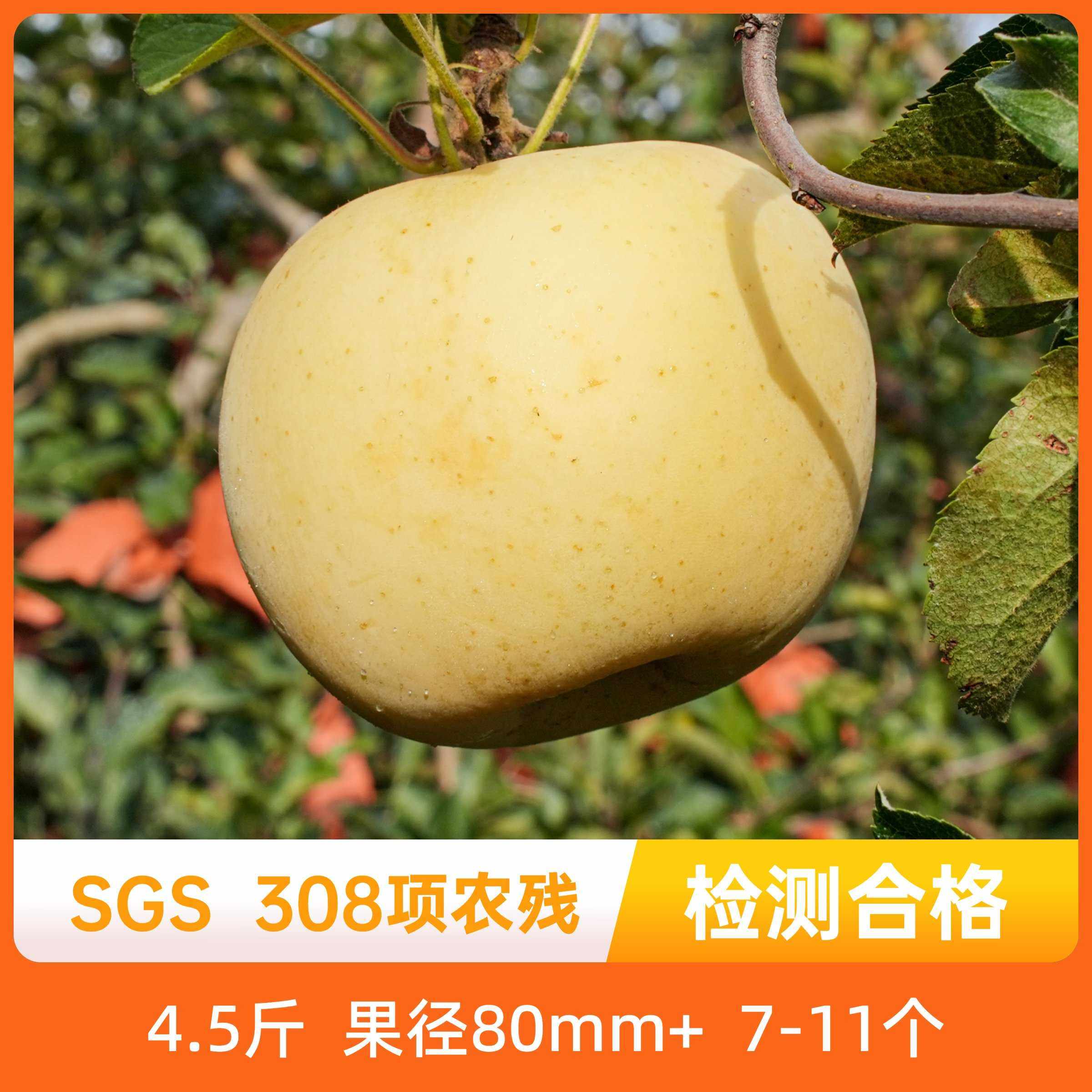 辰颐物语栖霞奶油富士苹果现摘应季新鲜水果萍果新鲜平果脆甜多汁,水产肉类/新鲜蔬果/熟食,苹果,淘宝优惠券,粉丝福利购,淘宝优惠卷