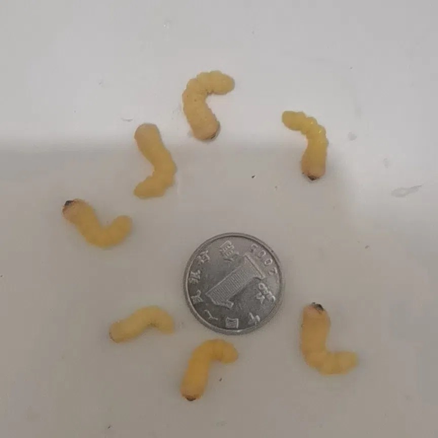 野生麻根虫活虫.(麻天牛,肿腿蜂寄主。剥好麻根