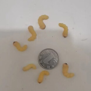 野生麻根虫活虫.(麻天牛,肿腿蜂寄主。剥好麻根