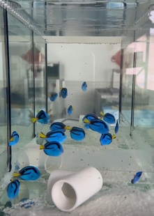 海水观赏鱼蓝吊倒吊类海水鱼多莉鱼宠物