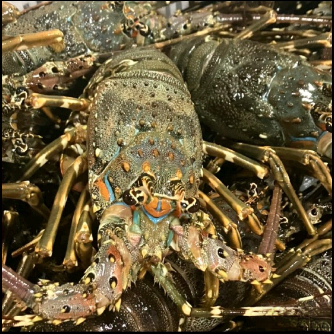小青龙活体海鲜水产