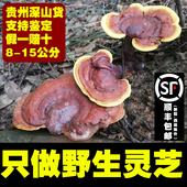 贵州深山纯野生赤灵芝整枝250g可切片泡酒泡茶深山林芝菌干货新货