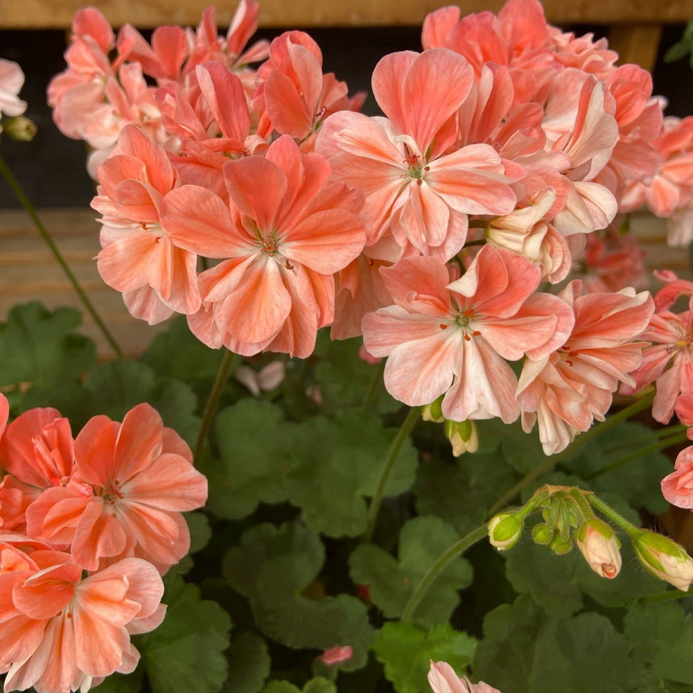 涩谷花园天竺葵草本花卉阳台四季