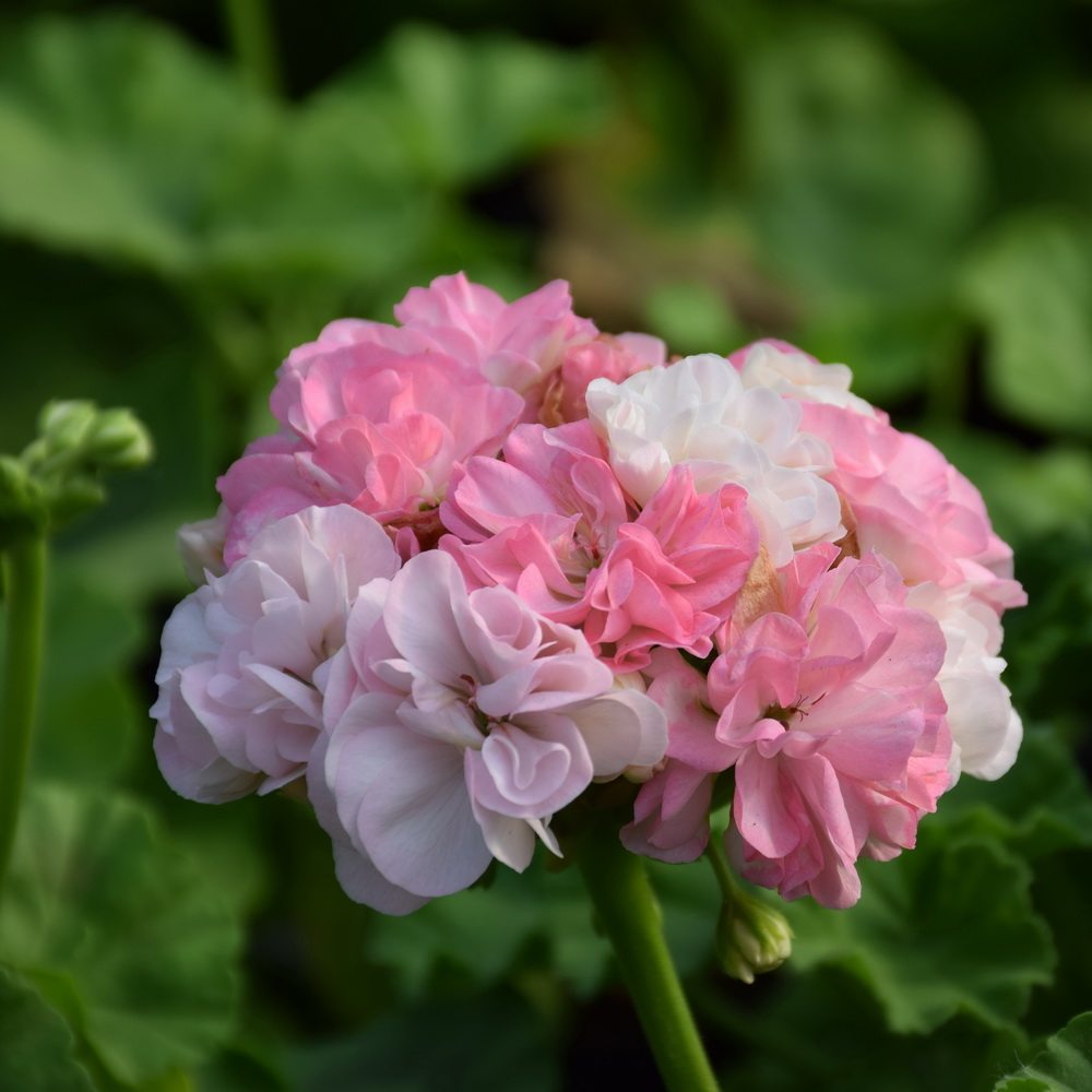 重瓣直立天竺葵花苗 多佛谷 室内阳台庭院四季开花盆栽勤花卉植物
