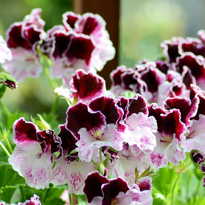 大花天竺葵花苗 维克克莱尔 室内阳台绿色 开花盆栽花卉